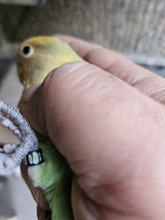 Argaponi verde lutino de 2026
