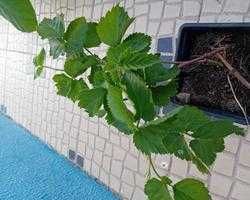 Framboesa preta planta