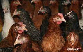 Kury nioski Młode z jajkami.Prosto od Hodowcy dobrze zaszczepione 100%