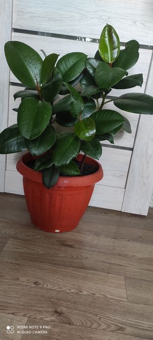 Фикус эластик  крупное растение