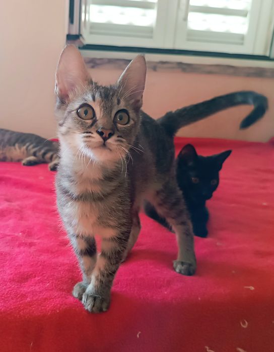 Gatinho macho, de 4 meses, para adoção.