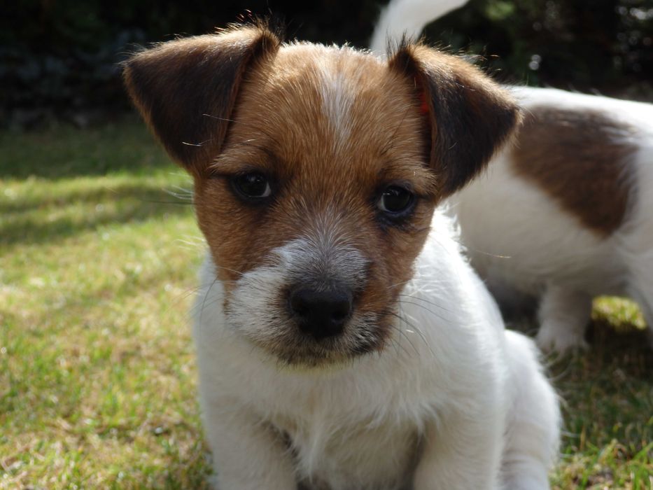 Jack Russell Terrier # YARA Smartie Jacks # broken haired female