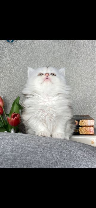 Серебристая шиншилла