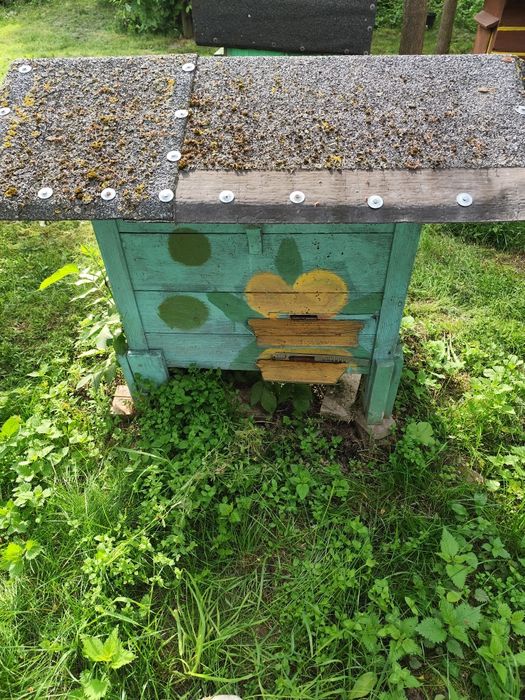 Ule warszawskie zwykłe