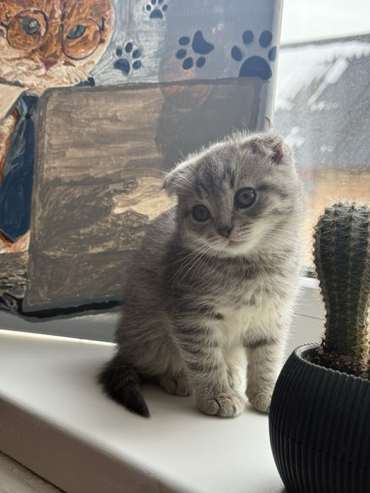 Британські кошенята висловухі