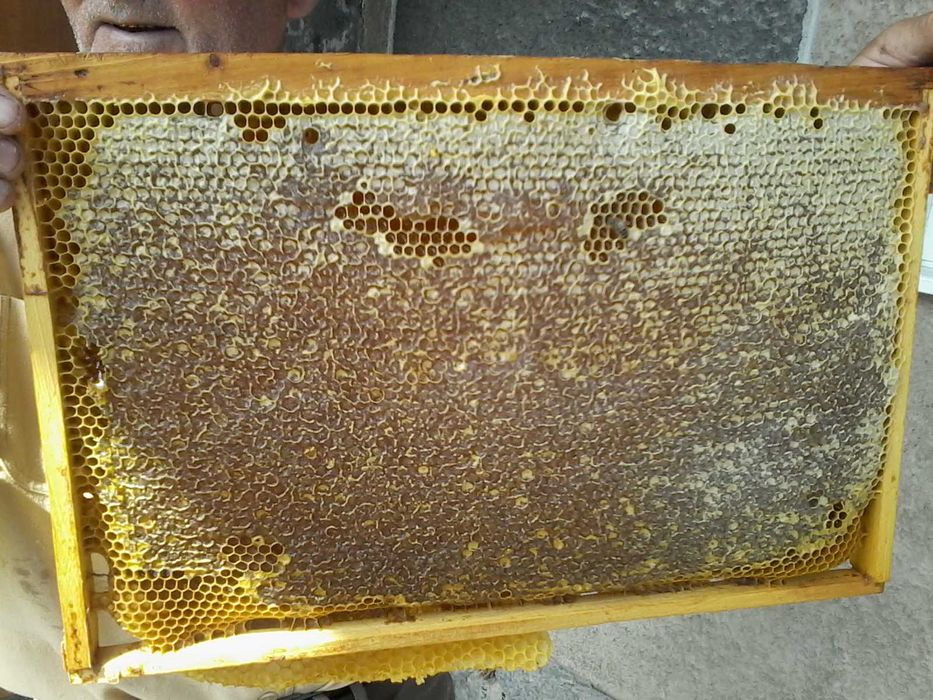 Породам бджоли, бджолосім’ї, бджолопакети. Львівська  обл.