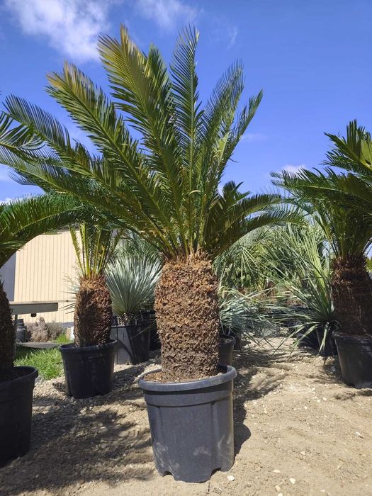 Cycas revoluta 40-50 cm pnia 120-140 cm całkowita