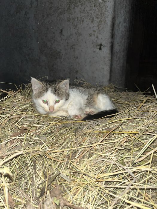 Oddam koty w dobre ręce