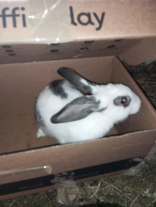 Продаю кролів самка