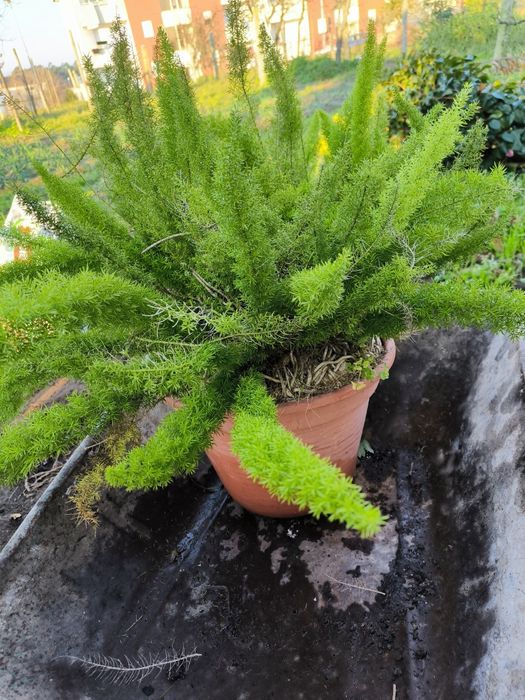 Aspargos pluma planta