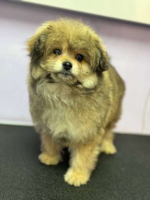 ПомаПу, 3 месяца, девочка