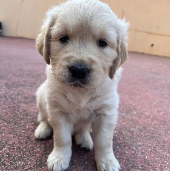 Golden Retriever 2 meses
