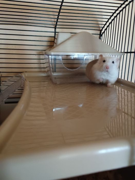 Sprzedam chomika wraz z klatka