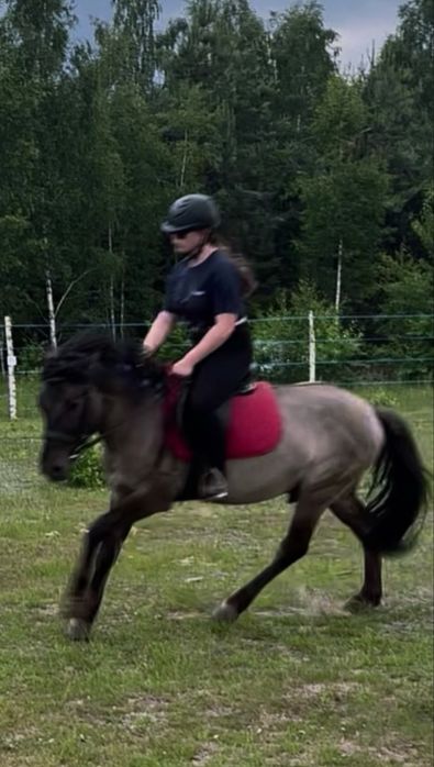 Konik polski sprzedaż