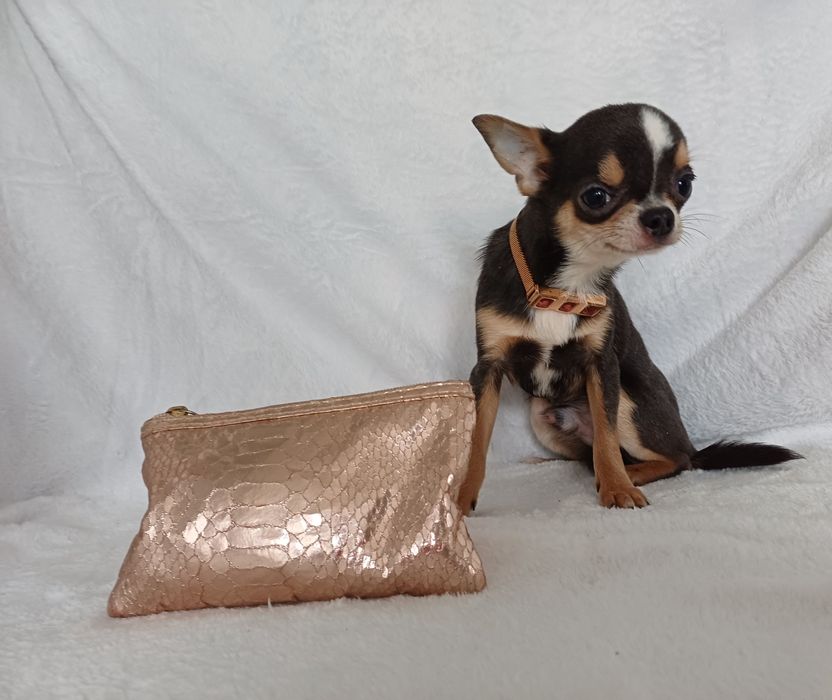 Мини размера .6 месяцев