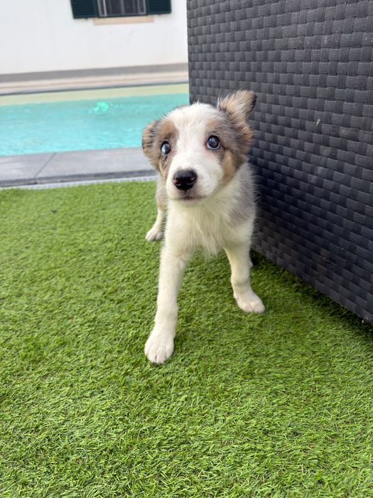 Border collie blue merle femea 2 meses
