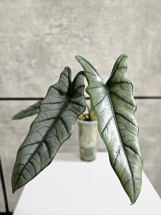 Bulwa Alokazja Heterophylla