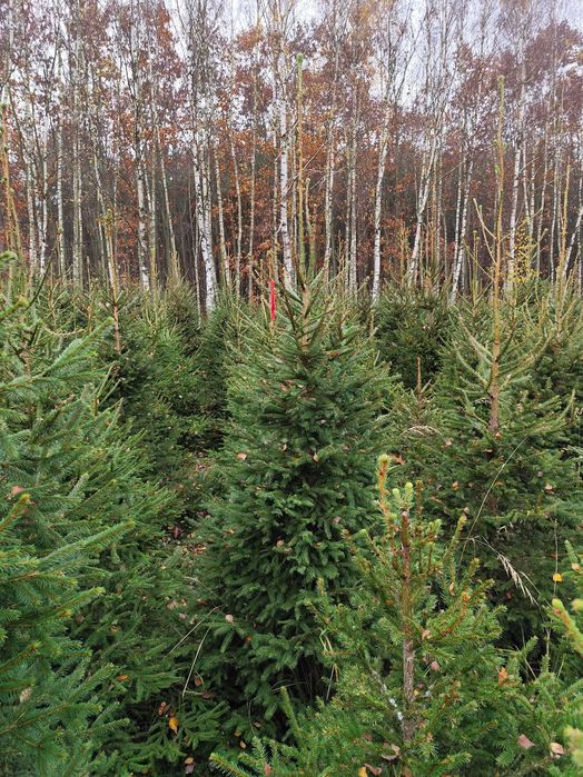 Choinki świerk pospolity - duży wybór