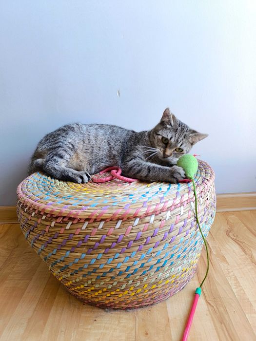 Kot Filemon czeka na dom