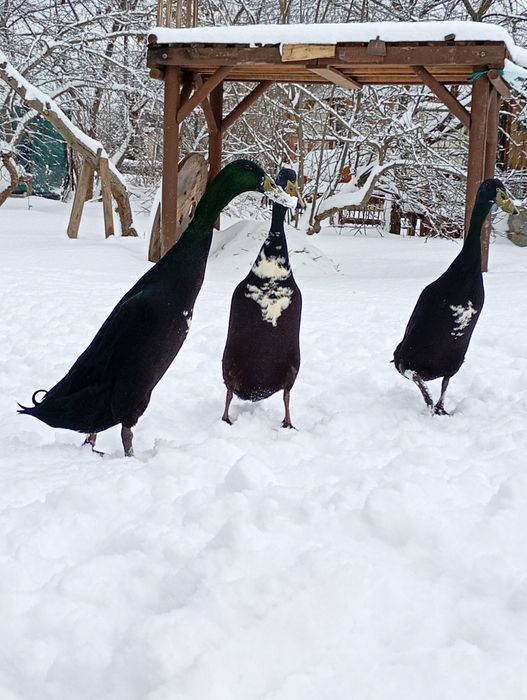 Biegus indyjski  kaczor