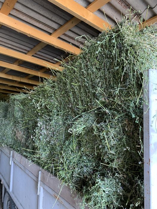 Продам люцерну в тюках