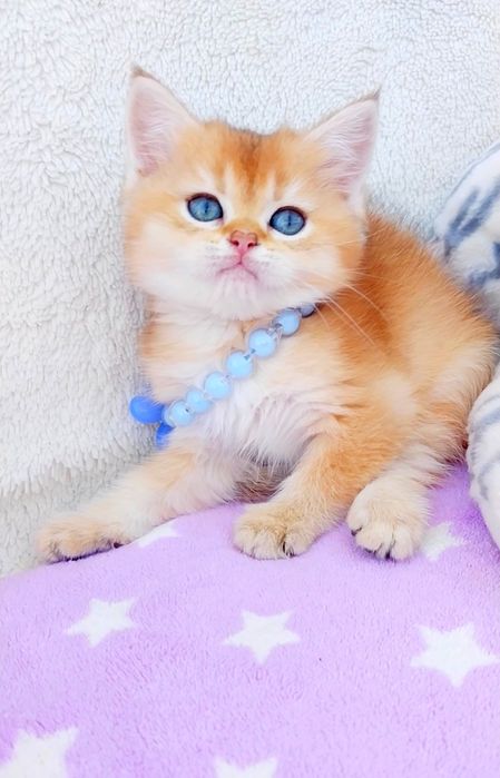 Шотландське Чудо Кошенятко хлопчик страйтик