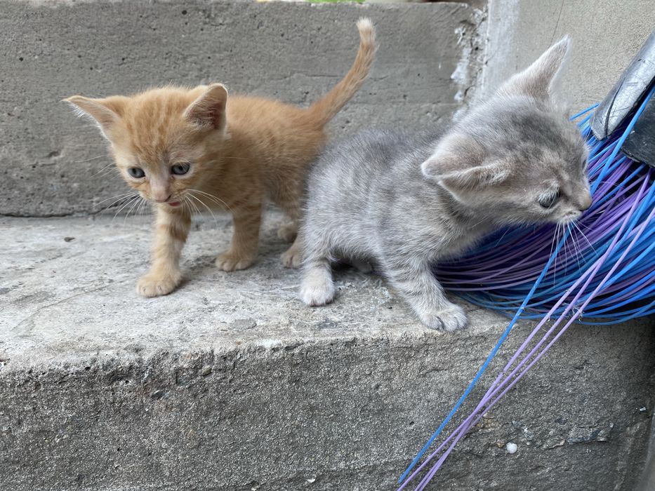 Котята отдам бесплатно
