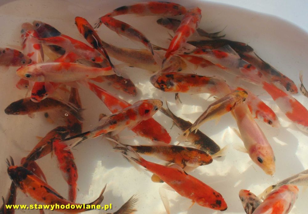 MIĘTUS 6cm Ryby sandacz węgorz pstrąg lin jesiotr koi karaś-WYSYŁKA...