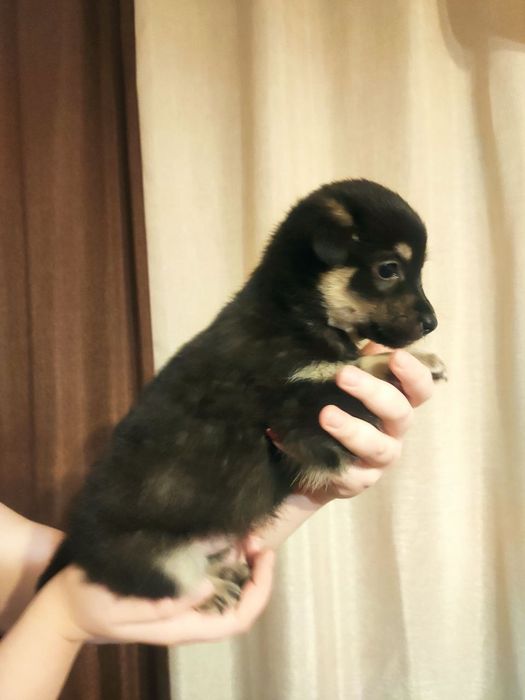 Шукає домівку собачка-дівчинка