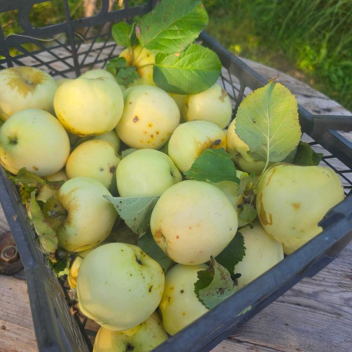 Antonówka prosto z sadu – stara, aromatyczna odmiana |