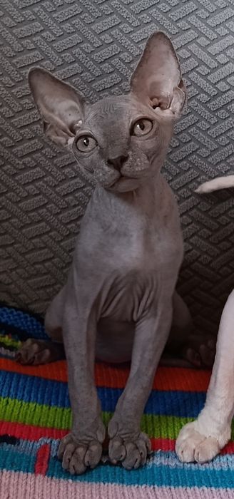 Котята сфинкс. Мальчик и девочки