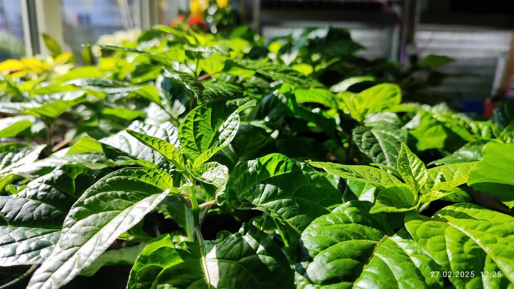 Carolina Reaper розсада