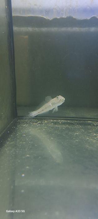 Valenciennea longipinnis