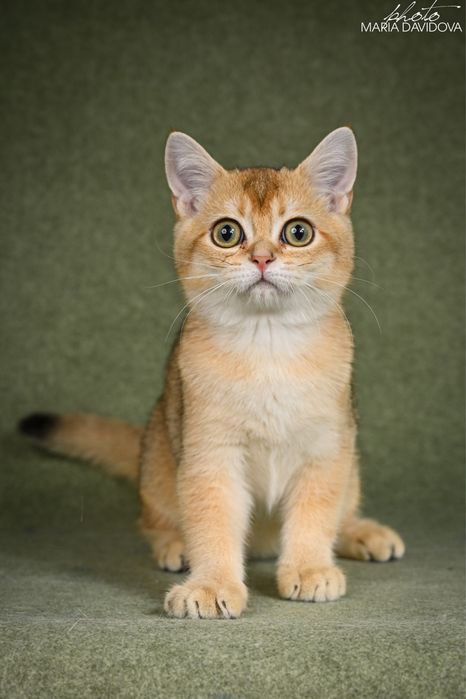 Шотландец золотая шиншила 5 месяцев