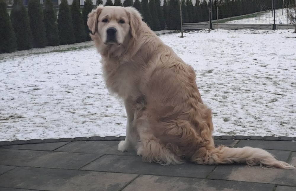Golden Retriever - samiec 3 latek
