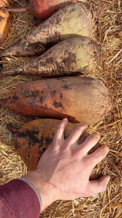 Кормовий Бурячок