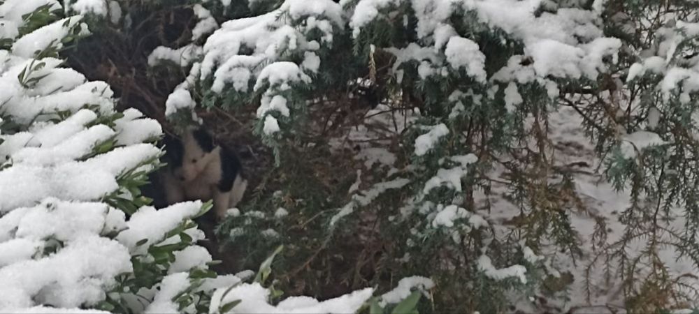 Віддам цуценята .