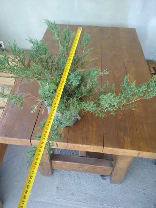 Ялівці(можжевельник):Козацьк.,варієгатний з білими кінч..в горшку(ЗКС)