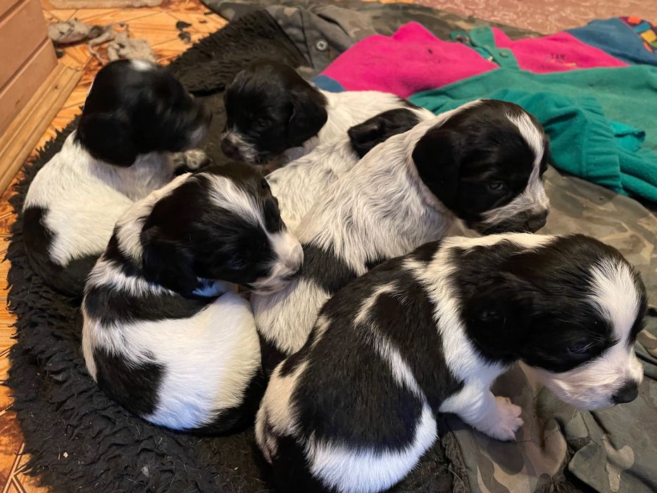 Цуценя породи Спанієль Російська