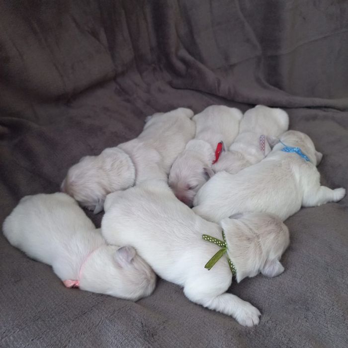 Słodki Gloden Retriever