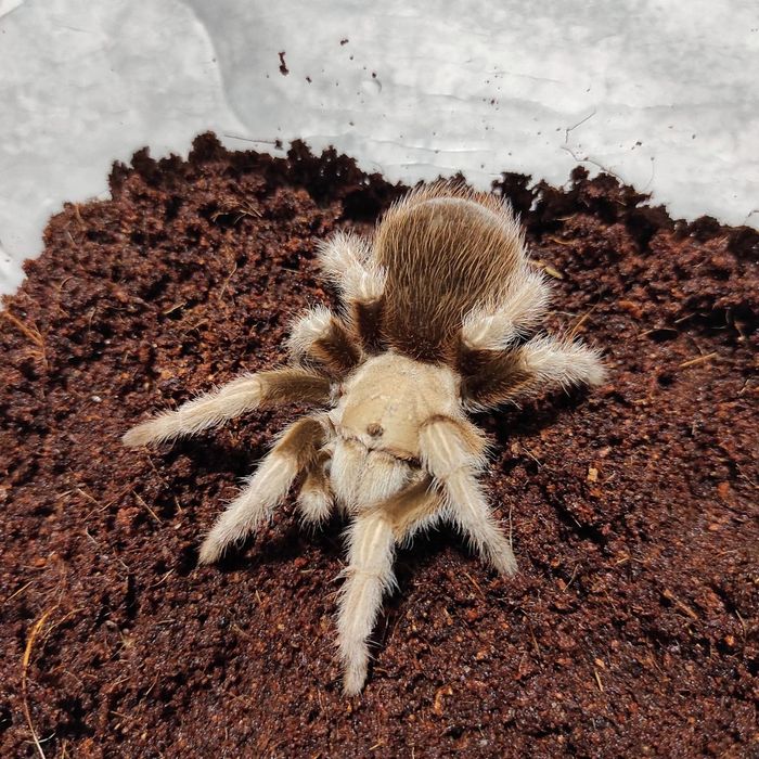 Aphonopelma chalcodes
