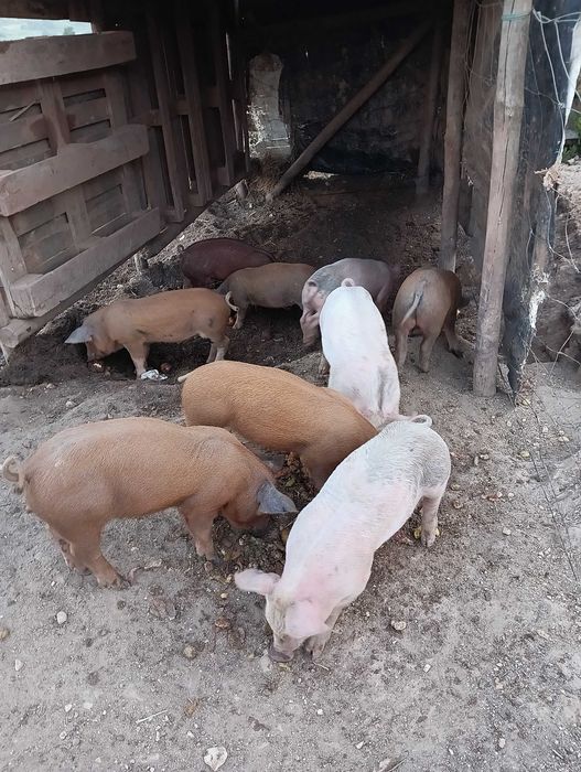 Porcos leitões com dois meses