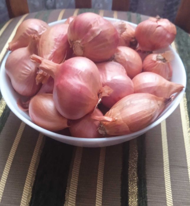 Цибуля шалот (кущівка) Зимова і весняна