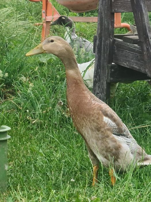 Biegusy indyjskie,  kaczki i kaczorki