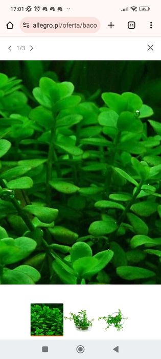 Bacopa młode sadzonki
