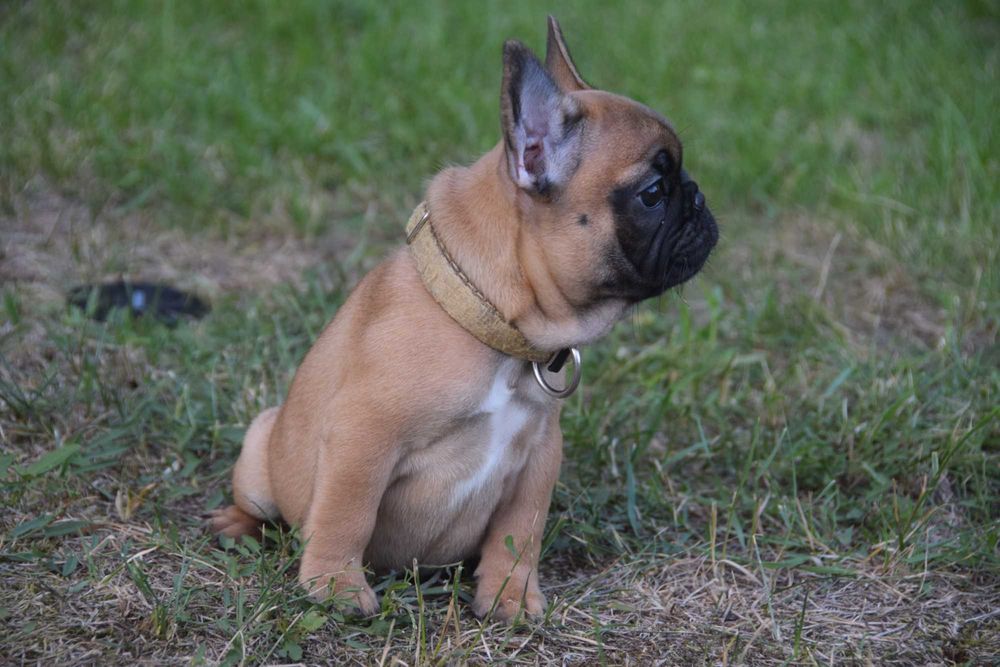 Buldog Francuski FCI