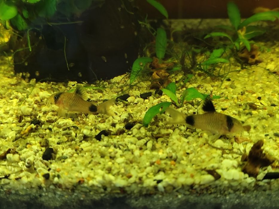 Kirys panda młode osobniki