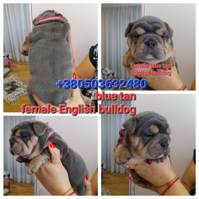 Девочка английский бульдог голубой подпал