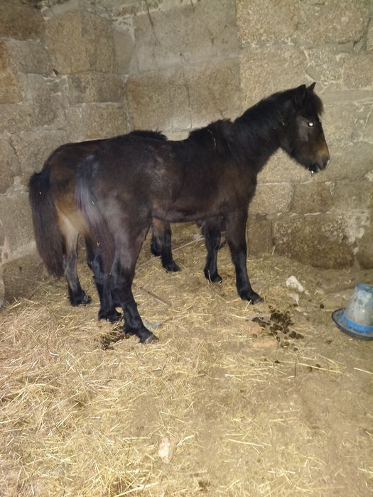 Poldro 10 meses para venda