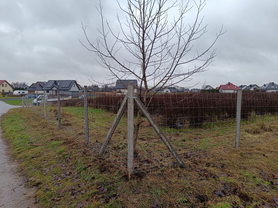 Ogrodzenie tymczasowe siatka leśna słupek drewniany betonowy